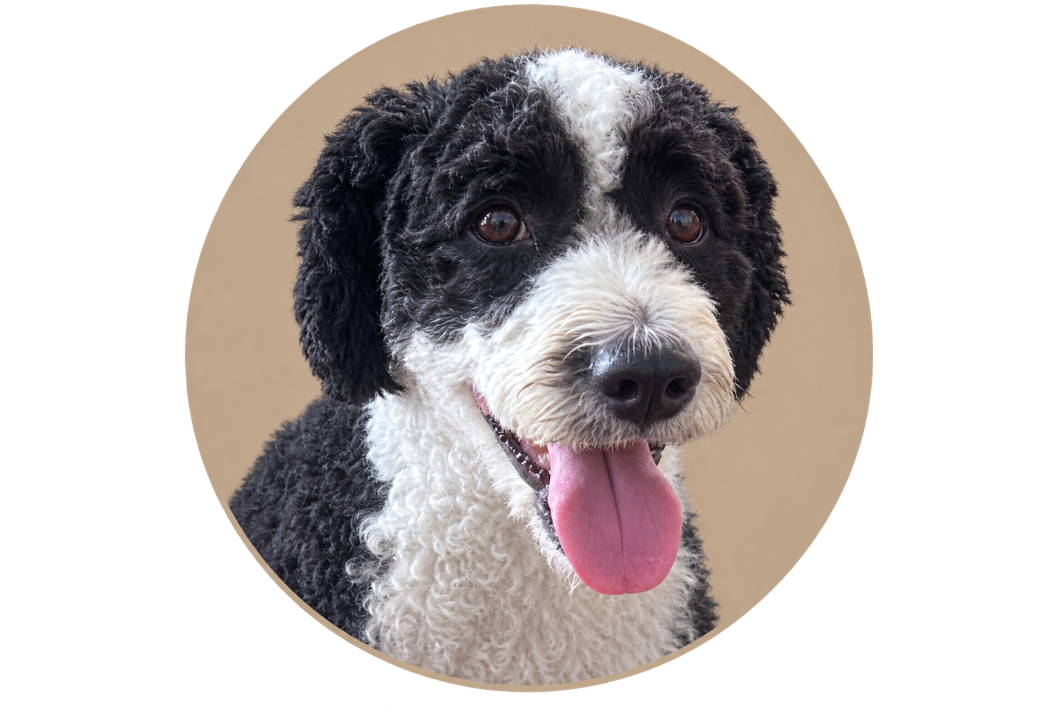 Lily, a black and white Goldendoodle