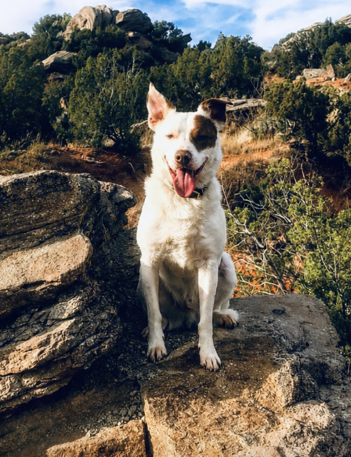 Hudson, a white and brown pit bull mix, sitting happily on a rocky trail
