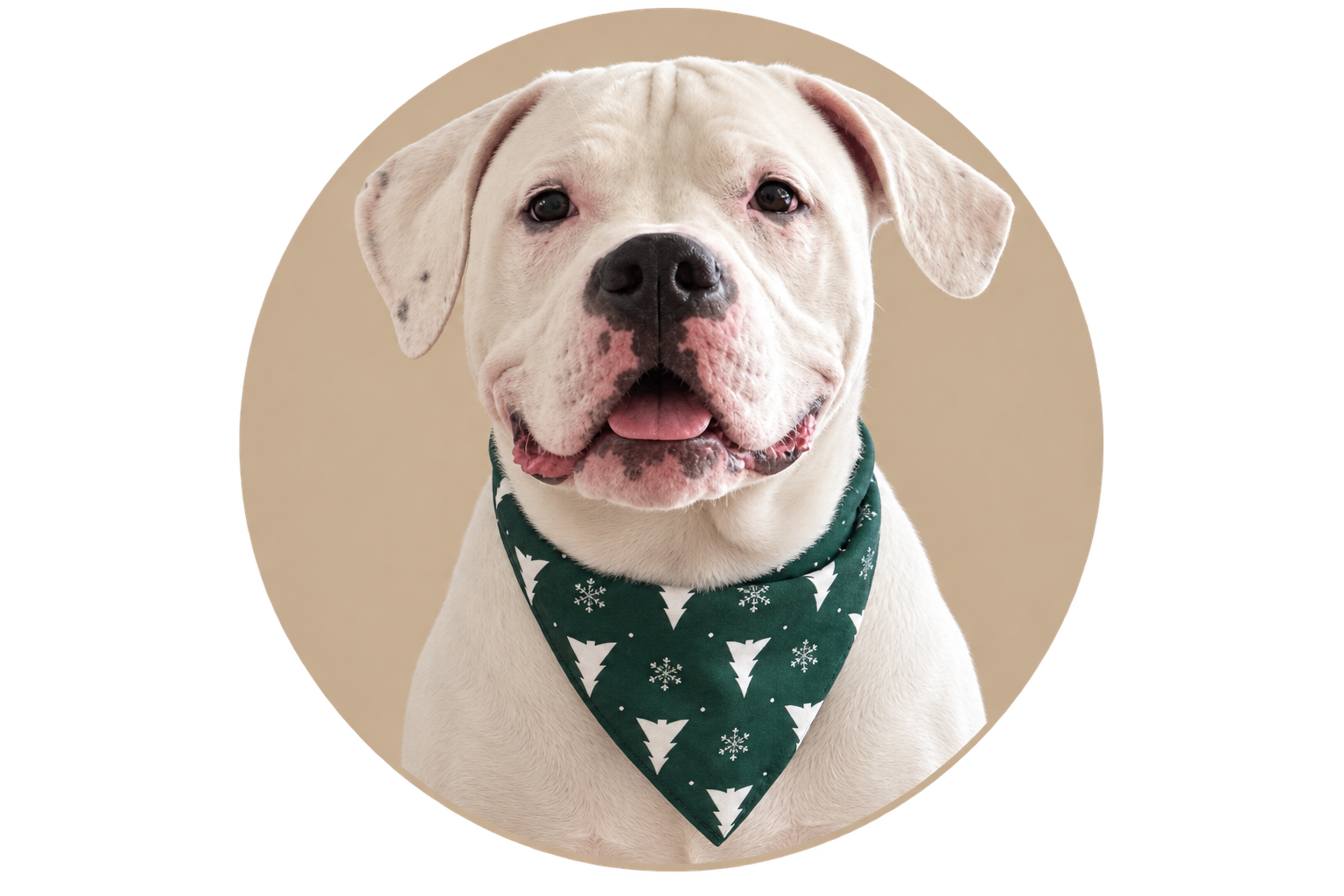Berlin, a white Staffordshire Terrier mix wearing a green bandana