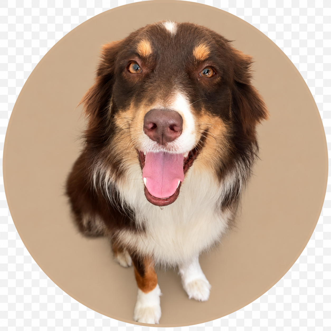 Sofie, an Australian Shepherd, smiling at the camera