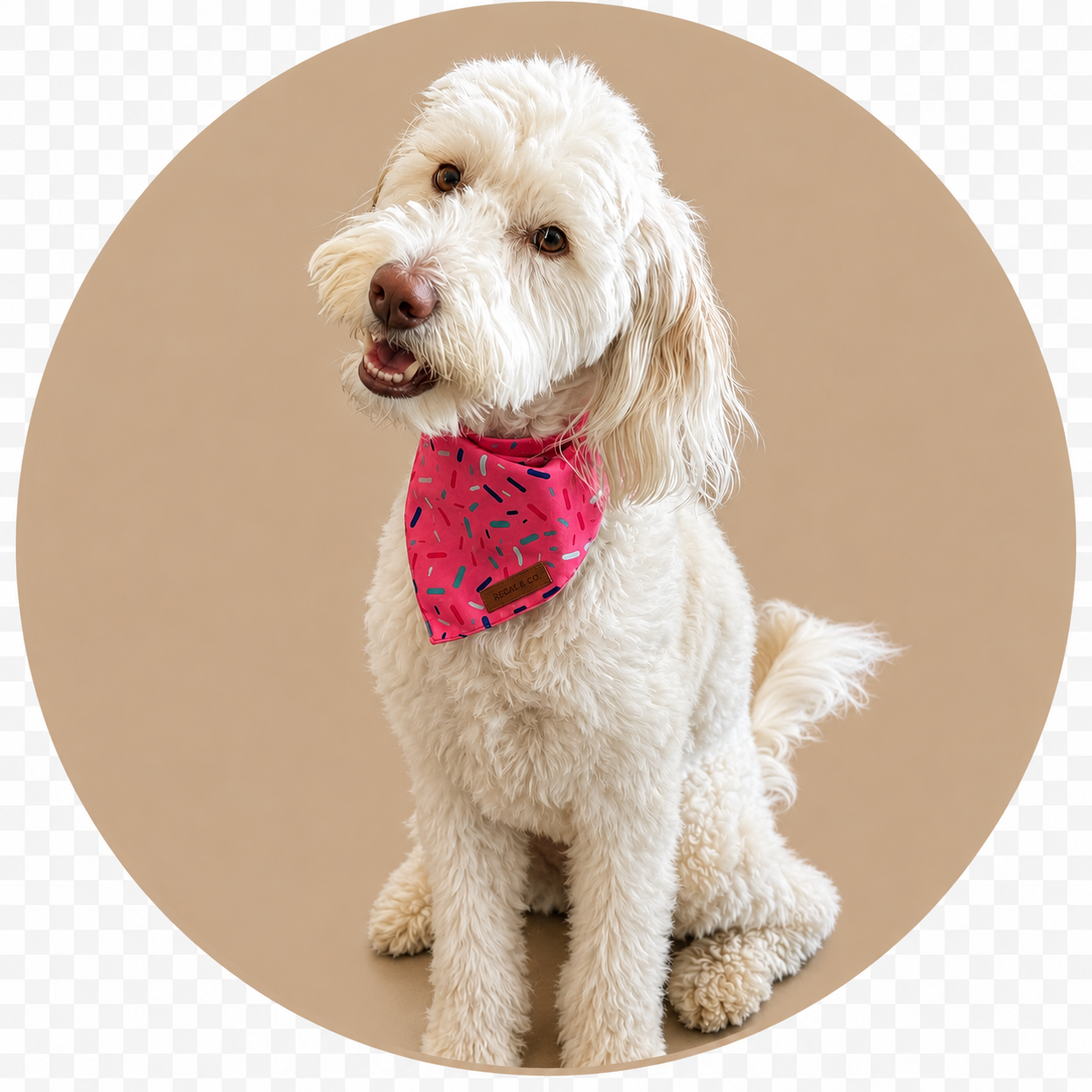Kali, a cream Goldendoodle wearing a pink bandana