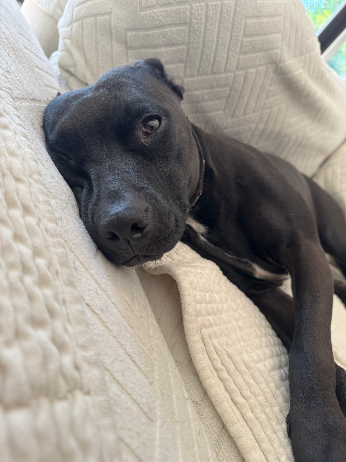 Poppy, a black dog resting on a cream quilted blanket
