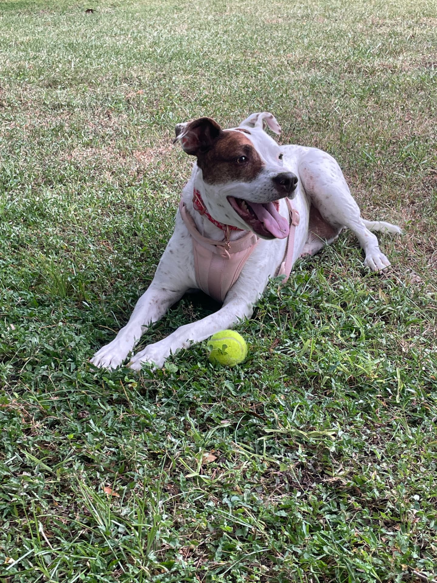 Harley, a white and brown pit bull mix, lying happily in the grass with a tennis ball