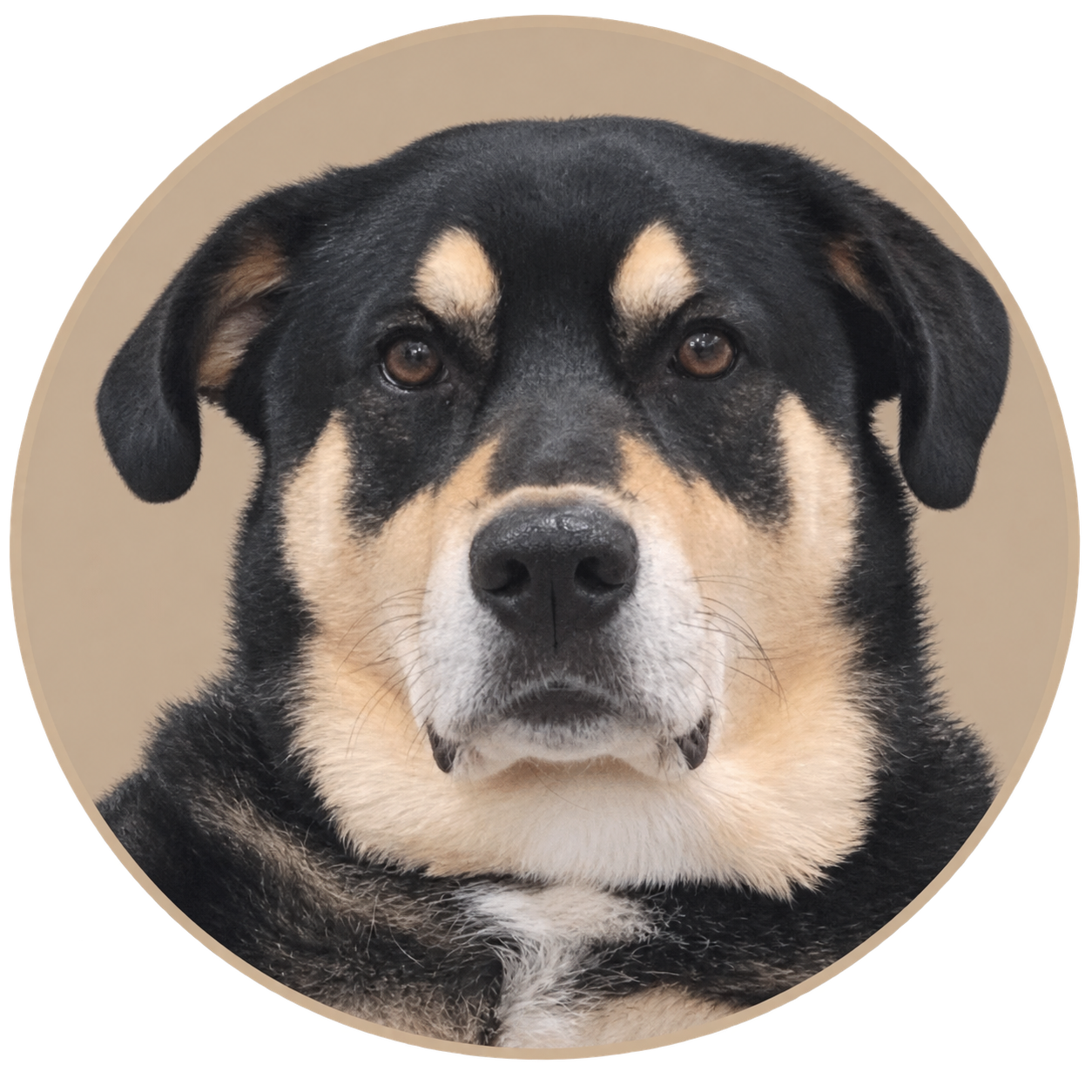 Philly, a Bernese Rottweiler mix